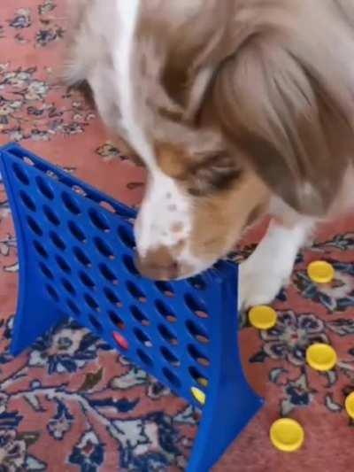 Dog that learned to play connect four but didn't learn sportsmanship