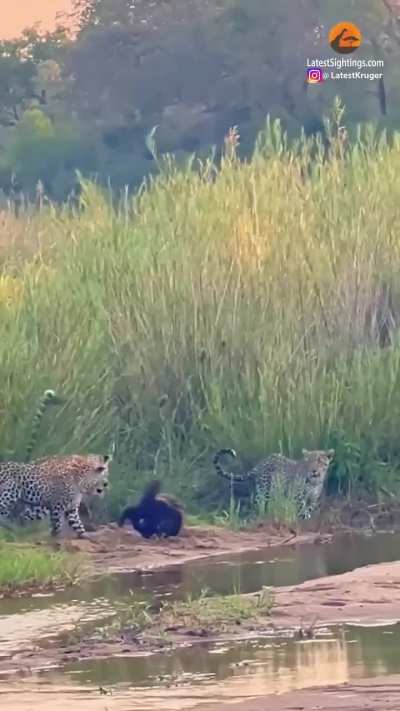 Honey badger vs 3 Leopards