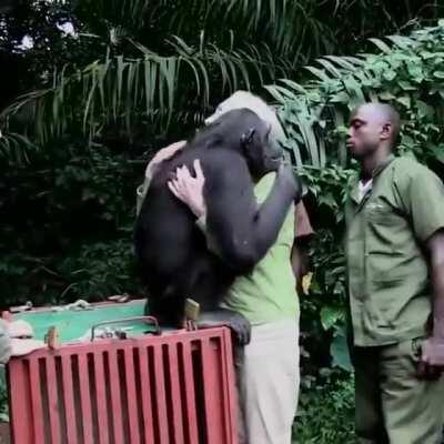 Rehabilitated chimpanzee Wounda showing gratefulness to Jane and the team upon releasing back to the wild