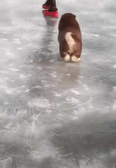 Little ice hopper