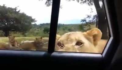 A lion opens up a car door on safari!