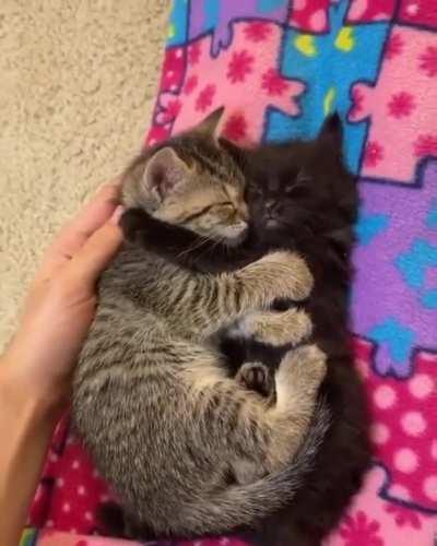 touch tha kitten