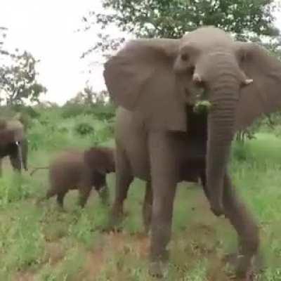 This game ranger keeping his guests from being trampled