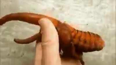 The gigantic Hercules beetle larvae