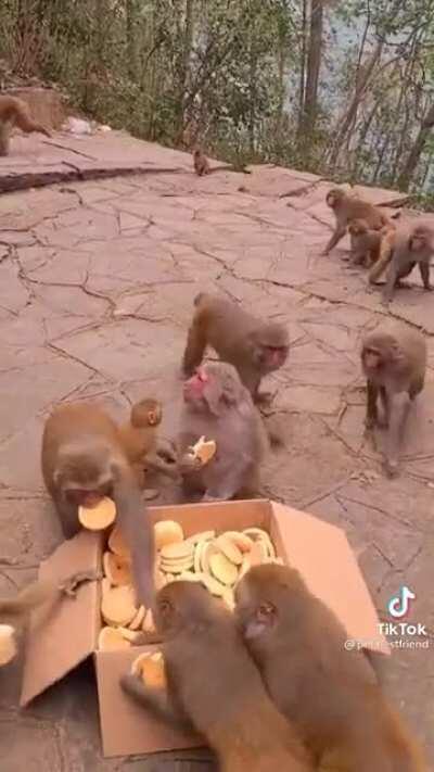 monke feeding