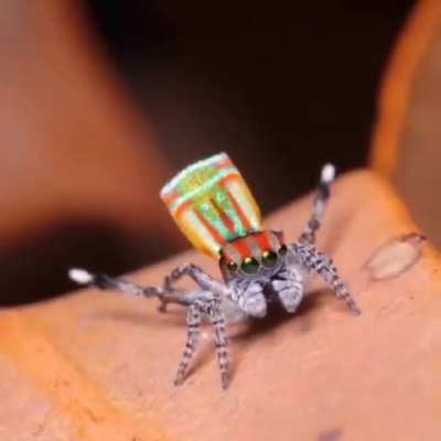 The dance of the Peacock spider