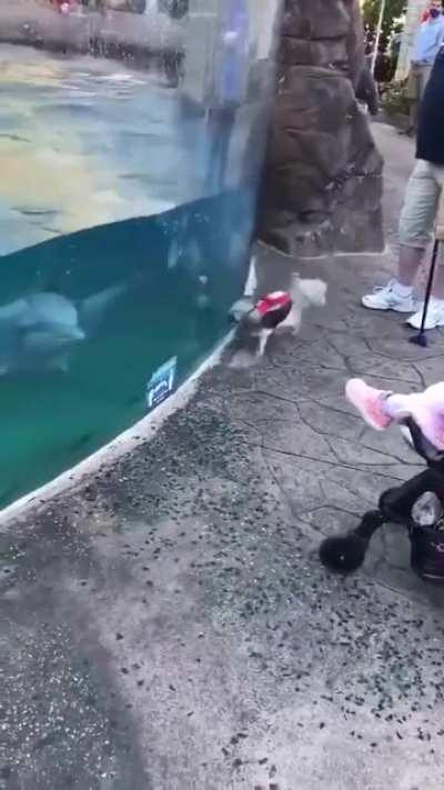 He loves to play with dolphin