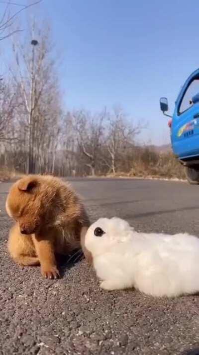 Cute Sleepy Puppy and Rabbit