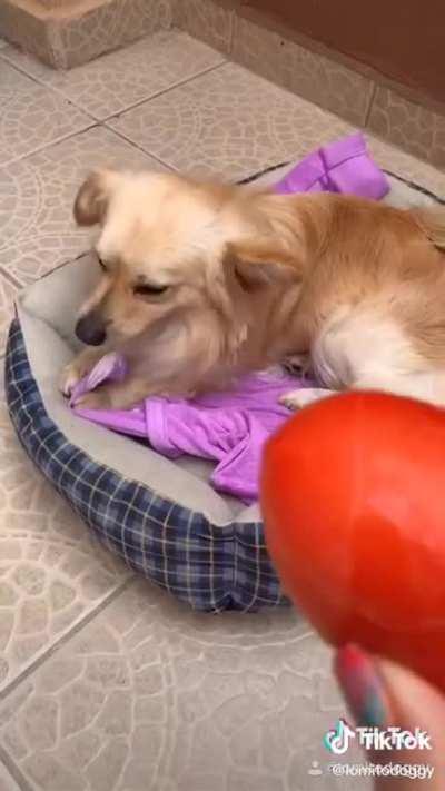 Giving a tomato to your dog to take care of it.