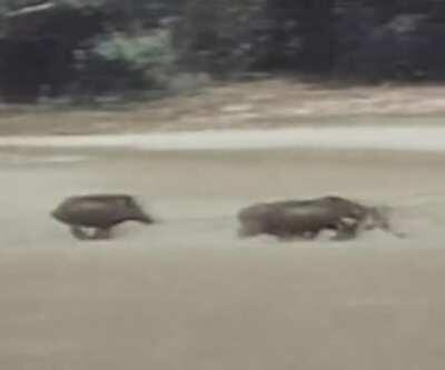 Wild Boar slams into a Leopard like a linebacker