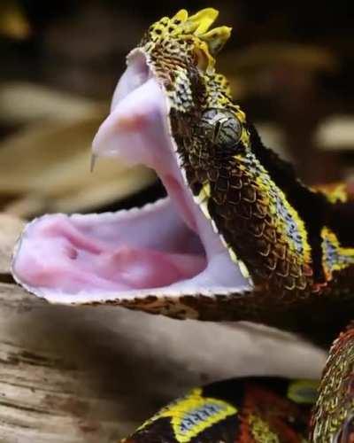 🔥 Rhino viper yawning