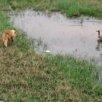 Father goose protecting his family from a fox