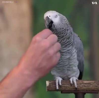 An African Grey Parrot, Named Einstein, Shows Off His Intelligence