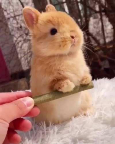 The cutest bunny