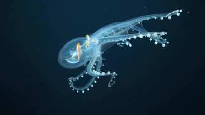 The glass octopus is a cephalopod found in tropical and subtropical waters around the world, and the species gets its name from its nearly-transparent body. Visible are its optic nerve, eyes, digestive tract and gold-colored dermal spots. The glass octopu