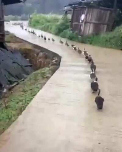 Ducks in single file line