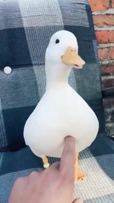 Touch here for cute quack