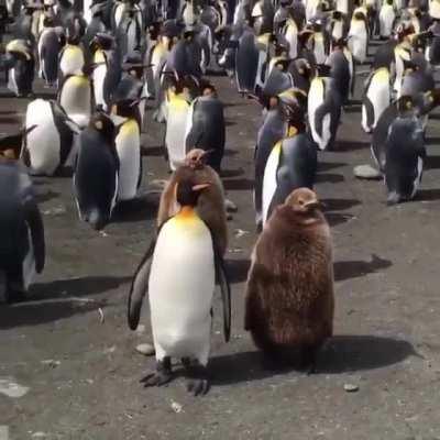 A royal penguin in an inspection tour with his son.