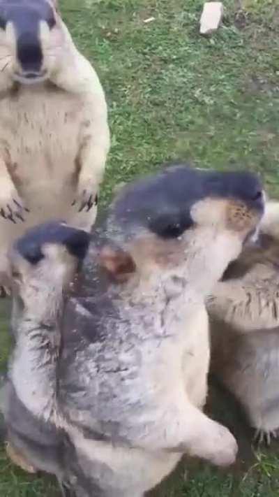 Group of Groundhogs arguing over who gets the snacks.