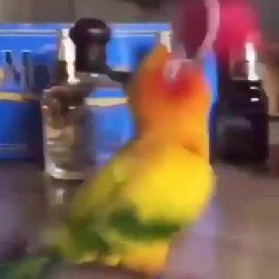 Parrot.exe has stopped responding