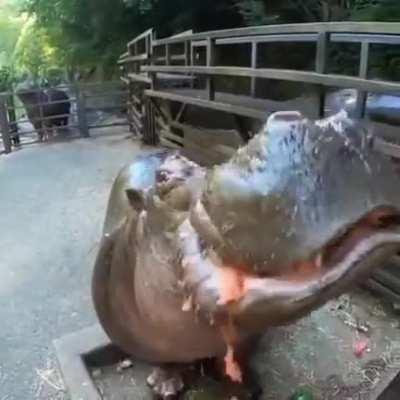 Feeding a hippopotamus