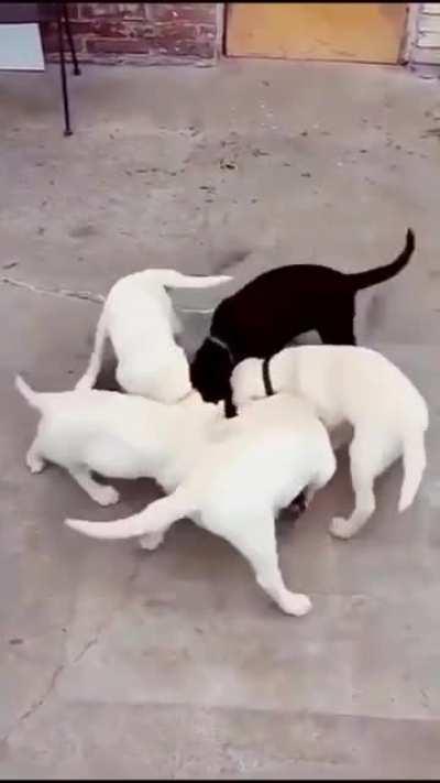 The way the dogs rotate and float along