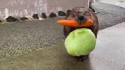 🔥 - Beaver carrying food back to its home.