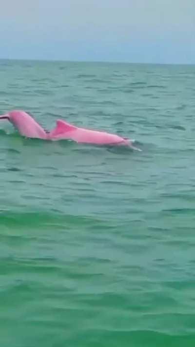 Spotting the rare pink dolphin ❤️