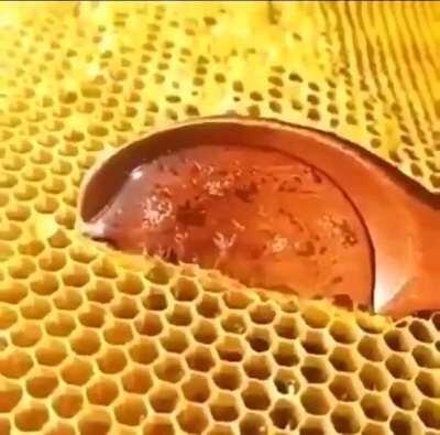 Just the sound and look of fresh honey [NSFW]