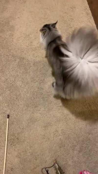 Pick up the stupid stick thing and play with me, hooman minion!