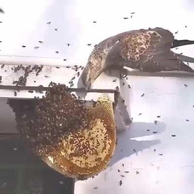 Here's a Honey buzzard eating honey from the hive