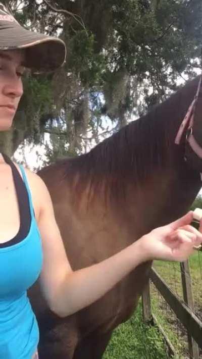 Horse's reaction to tasting sugar for the first time