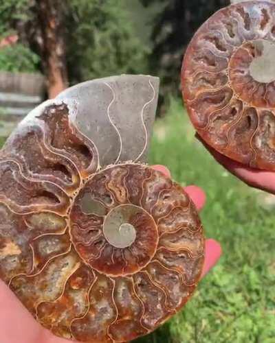 110 million year old ammonite with rainbow iridescent shell and calcite geode chambers inside