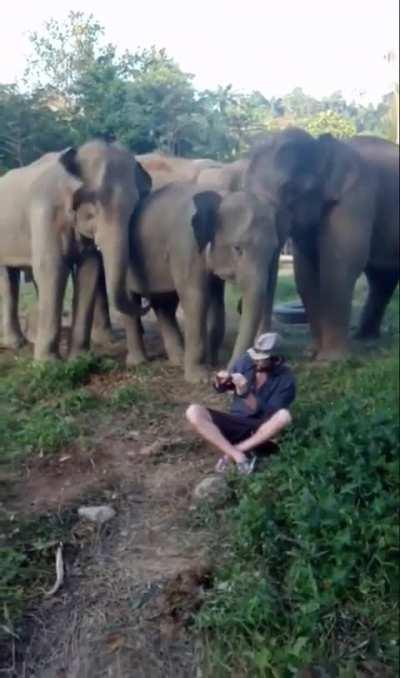 Elephants enjoying the show….