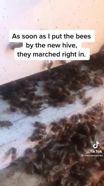 Woman politely evicts bees out of shed.