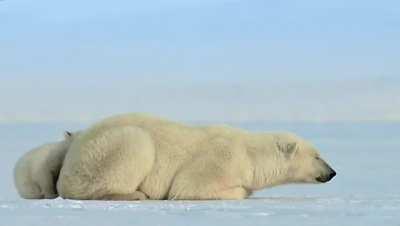 🔥 Little Baby Polar Bear Gets A Surprise...