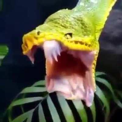 emerald tree boa yawning