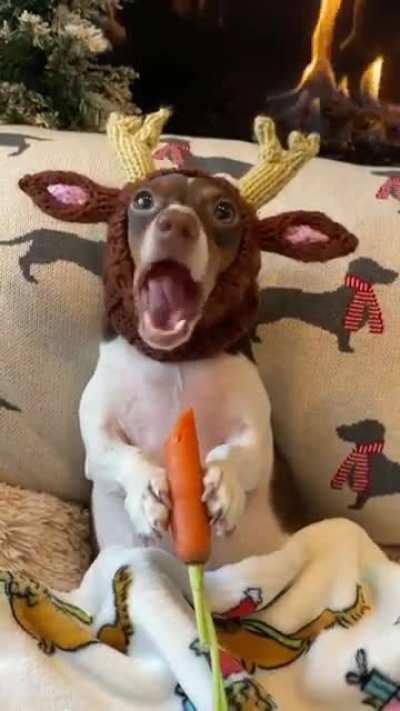 A dog in a hat eating a carrot.