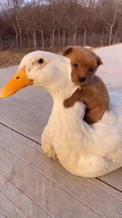 The dog and the white duck are very good friends