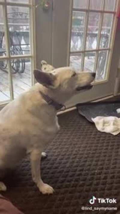 Deaf dog thinks he's barking