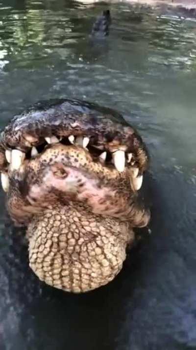 An Alligator Bellow