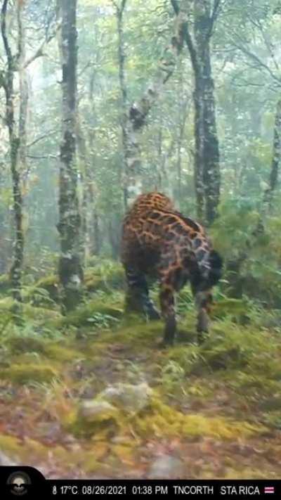 Majestic big male jaguar nicknamed 