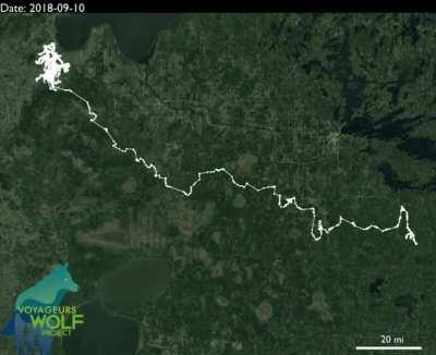 11 Months of a Lone Wolf's Travels in Northern Minnesota from GPS-collar that Took Locations Every 20 Minutes. Total Miles Traveled: 2,774 miles