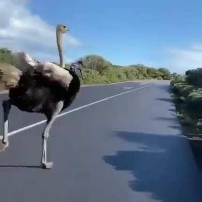 🔥 Ostrich casually keeping up with cyclists