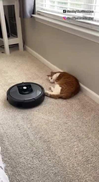 Roomba vs Cat