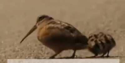 Robert Downey jr gets OWNED by bird