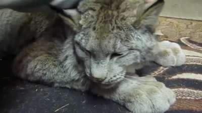 Lynx purring while being cuddled and petted