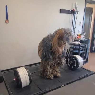 Chewbacca [Male/235y.o.] repping 613x2 for a smooth beltless conventional deadlift PR.