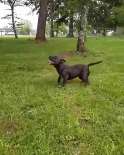 Flying pupper flips