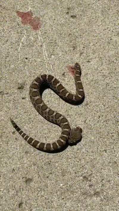 Decapitated snake head bites its own body by accident